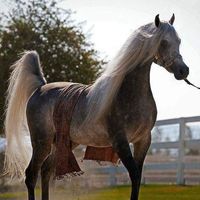 wafaalraggad