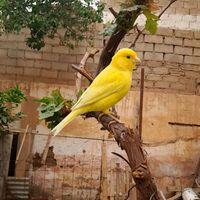friend_of__birds