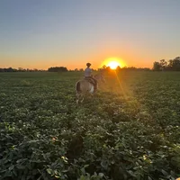 original sound - agustin_dippolito