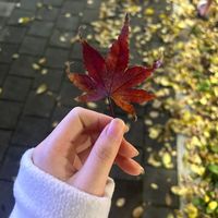sijdidijs
