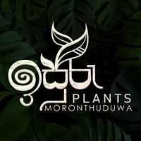isuruplants0