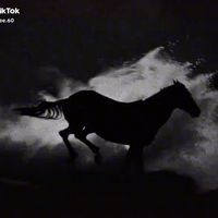 amahorse01