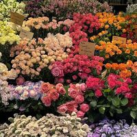 do.nhat28