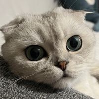 miyuchiimeow