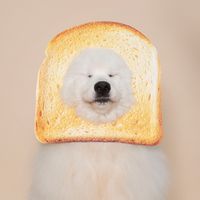 chamcheeflix