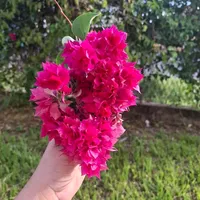 original sound - quessya2710