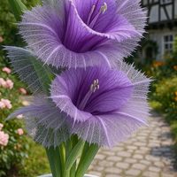 www.tiktok.comcorazon04