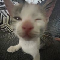 оригинальный звук