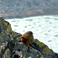 original sound - dulwaa