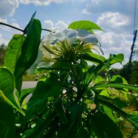 เสียงต้นฉบับ - ต้นข้าว🌾🩷