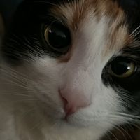 missmiyav