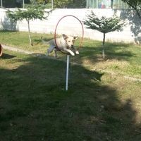 orijinal ses