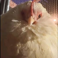 original sound - ⋆ ̊: Moxinelle ᗢ