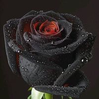 gulnoorkhan18