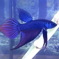 alienbetta12
