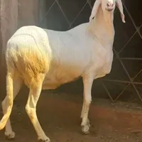 original sound - coach7522