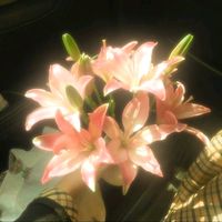 nhạc nền - ✨ ghệ đẹp wonyoung ✨