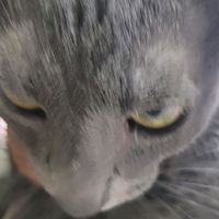 오리지널 사운드 - 기젭