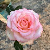rumon.ahmed414