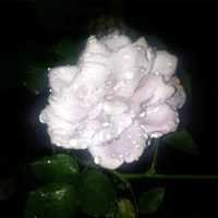 na_na8202