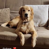 gohan.o.golden0