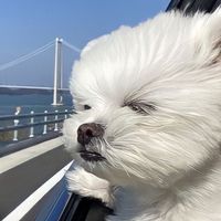 오리지널 사운드 - 🎧존잘국현🎧