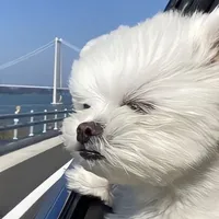 original sound - dangerous._.v