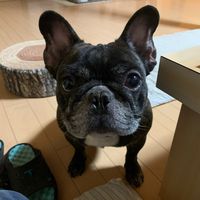 オリジナル楽曲 - チュール🐔🍖おとん