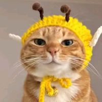 nhạc nền - Anh Hạt Nhài 🇻🇳