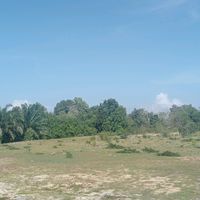 original sound - oyen nak ayam