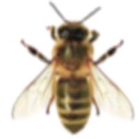 cyxapuku21