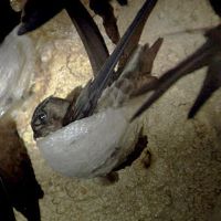 nhạc nền - Cửa Hiệu Yến Sào Cậu Cả