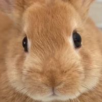 rabbit_114514