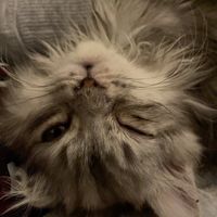 theone_ee
