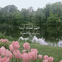roro_511s0