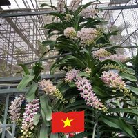 caycanhnghethuatthaibinh