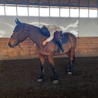 kaya_equine_molly