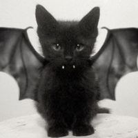 suara asli - mamamia