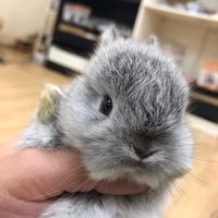 premiumpetclub