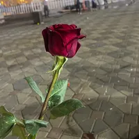 original sound - malak__store1