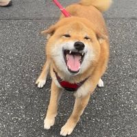 オリジナル楽曲 - むーちゃん