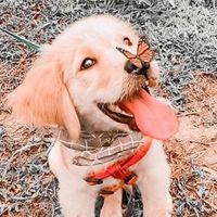 freemoowfiltervideos