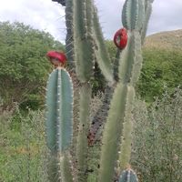 minhagaleradonordeste