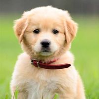 hayhay_dogs_4life