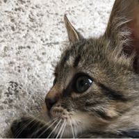 jackitoelgatito