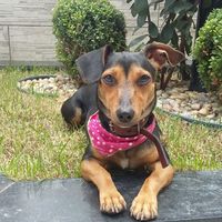 pretinhadog