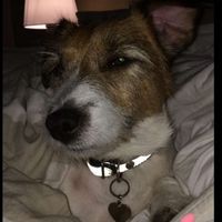 aatosdog