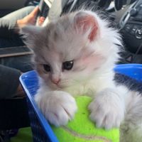 beeto_official