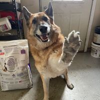 perfectpawsanimalrescue