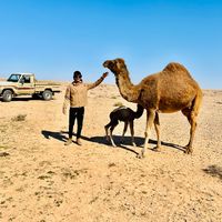 الصوت الأصلي